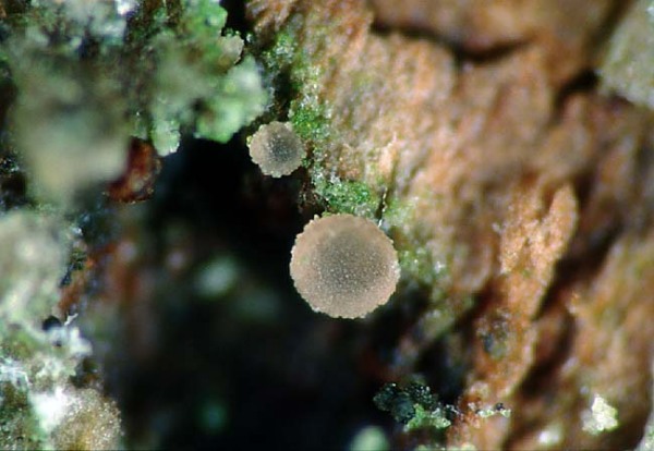 :-Orbilia aristata