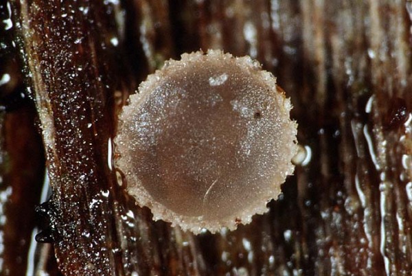 :-Orbilia rubella