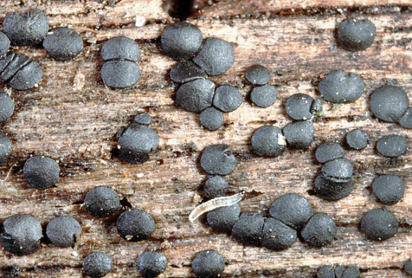 Zäher Schwarzpustelbecher-Lecanidion atratum