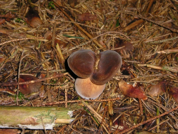 Sommersteinpilz-Boletus reticulatus