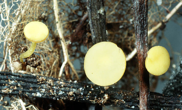 : Stromabecherling-Rutstroemia luteovirescens