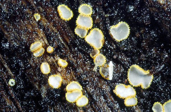 :-Trichopeziza subsulphurea