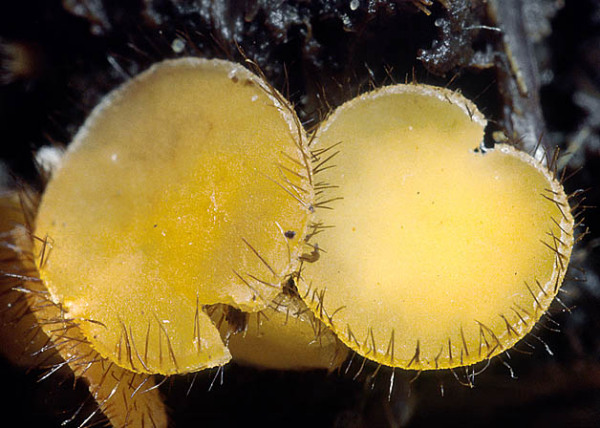 Gemeiner Mistborstling-Cheilymenia fimicola