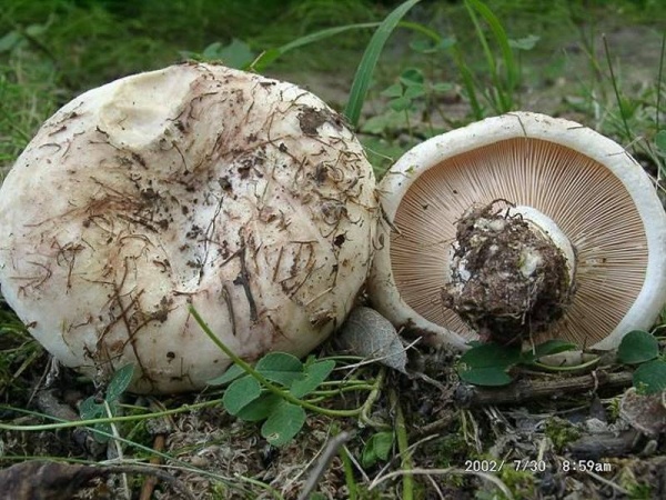 Rosascheckiger Milchling-Lactarius controversus