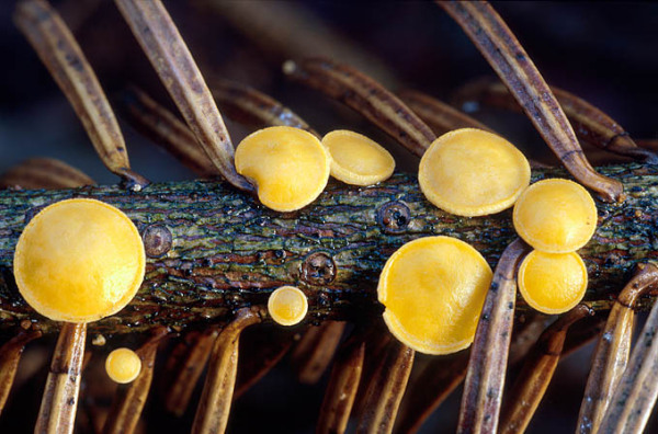 Roter Tannenbecherling-Pithya vulgaris