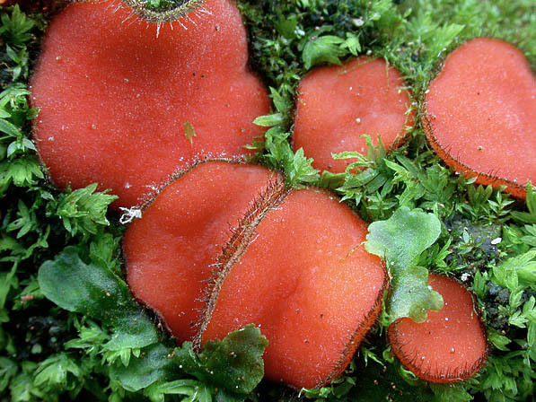 Rundsporiger Schildborstling-Scutellinia trechispora
