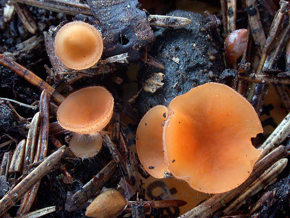 Fichtenpriemborstling-Spooneromyces laeticolor