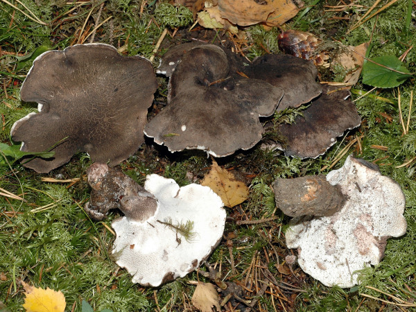 Russgrauer Porling-Boletopsis leucomelaena