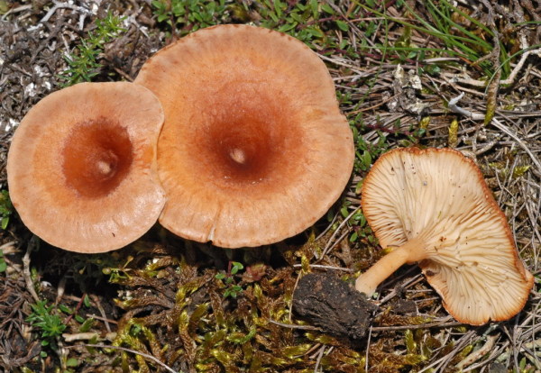 Rotbrauner Trichterling-Clitocybe bresadolana