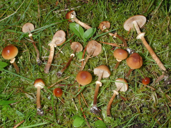 Zweisporiger Glockenschüppling-Conocybe blattaria