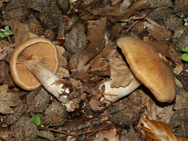 Feuerblättriger Wasserkopf-Cortinarius balaustinus