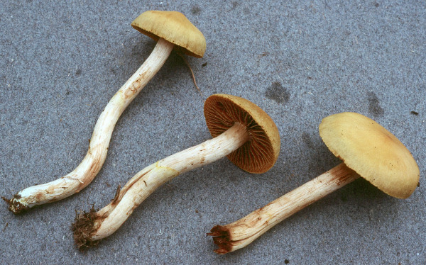 Olivgelber Rauhkopf-Cortinarius colymbadinus
