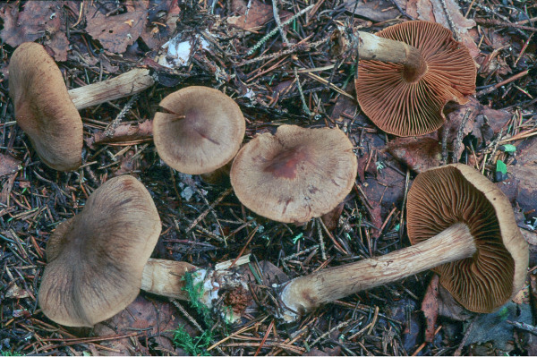 Rettichrauhkopf-Cortinarius raphanoides