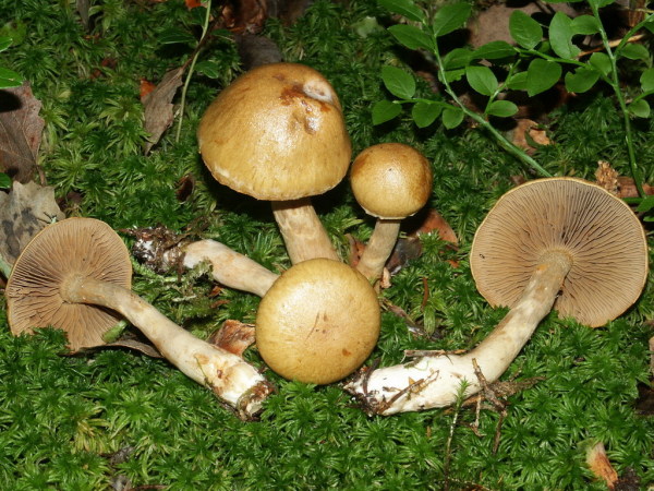Olivgelber Weihrauch-Schleimkopf-Cortinarius subtortus