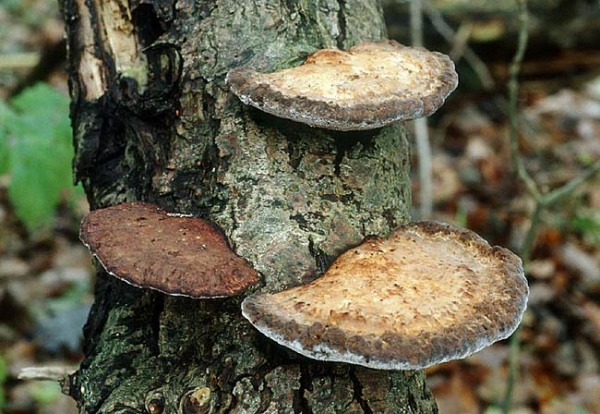 Rötender Blätterwirrling-Daedaleopsis confragosa