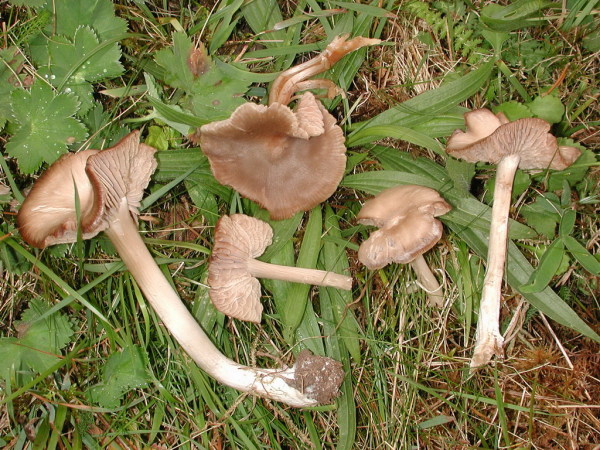 Früchtebonbonglöckling-Entoloma ameides