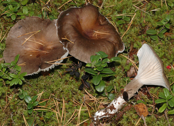 Graubrauner Schneckling-Hygrophorus camarophyllus