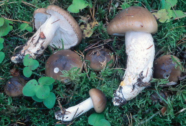 Grosser Kiefernschneckling-Hygrophorus latitabundus