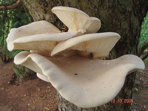 Beringter Seitling-Pleurotus dryinus