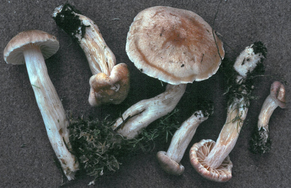 Wachsgelber Schneckling-Hygrophorus secretanii