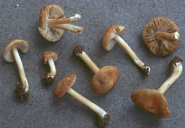 Ockerfuchsiger Risspilz-Inocybe cryptocystis
