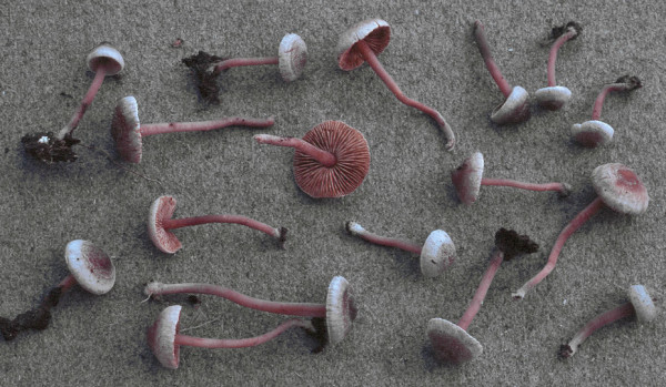 Graugezonter Risspilz-Inocybe petiginosa