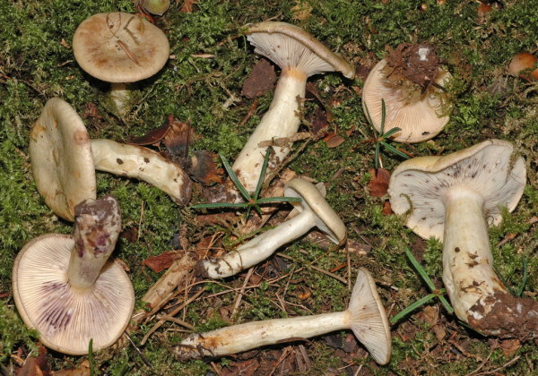 Hellgelber Violettmilchling-Lactarius flavidus