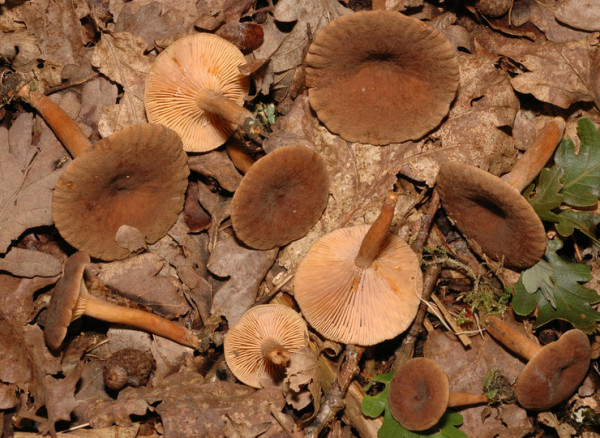 Wässriger Milchling-Lactarius serifluus