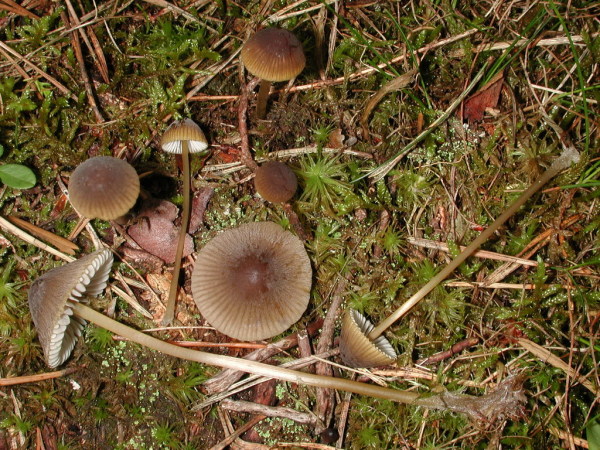 Grünschneidiger Helmling-Mycena viridimarginata