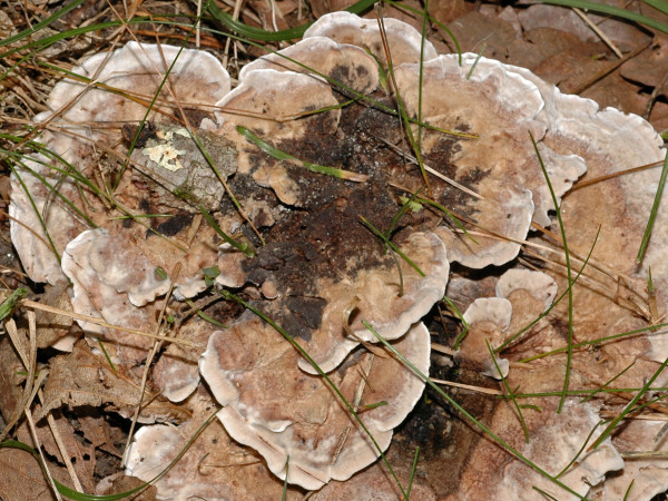 Starkriechender Duftstacheling-Phellodon confluens