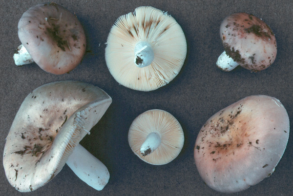 Ockersporiger Speisetäubling-Russula medullata