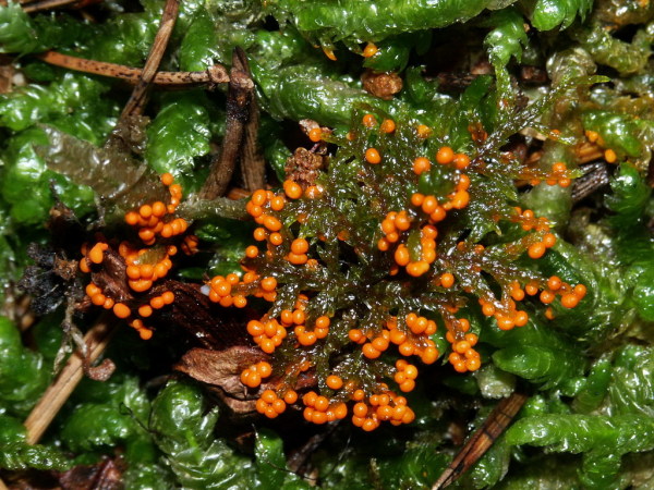 ?-Trichia decipiens
