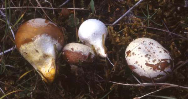 Sumpf-Bovist-Bovista paludosa