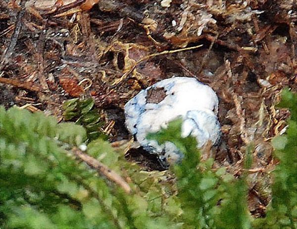 Blaunuss-Chamonixia caespitosa