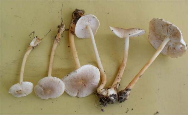 Hellhütiger Waldfreundblasssporrübling-Gymnopus aquosus