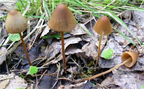 : Samthäubchen-Conocybe macrospora