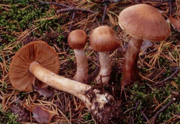 :-Cortinarius brunneogriseus