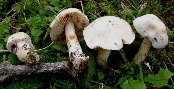 Wurzelnder Schleimfuss-Cortinarius crystallinus