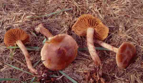 :-Cortinarius heterocyclus