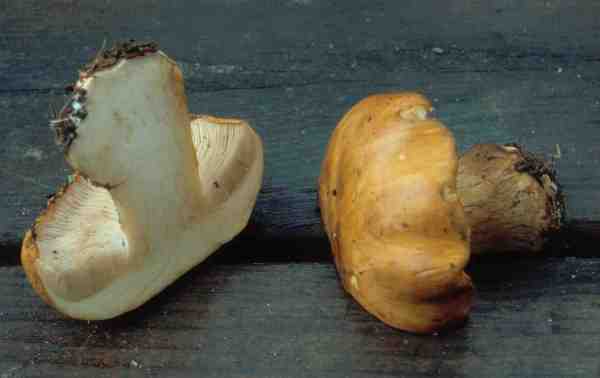 Breiter Schleimkopf-Cortinarius latus