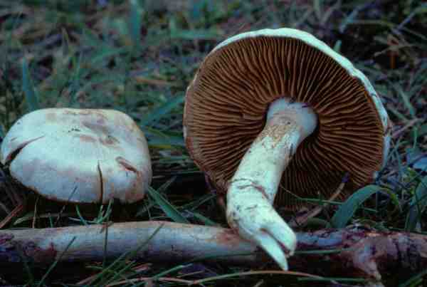 :-Cortinarius ochroleucus