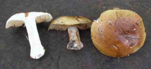 Grüner Klumpfuss-Cortinarius prasinus