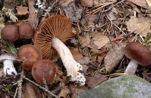 :-Cortinarius testaceofolius