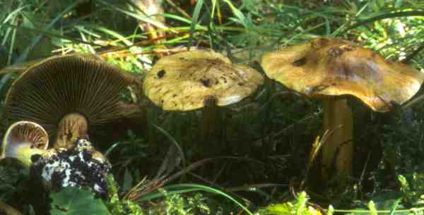 :-Cortinarius xanthochlorus