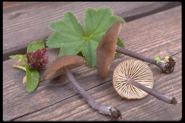 Entenzärtling-Entoloma anatinum