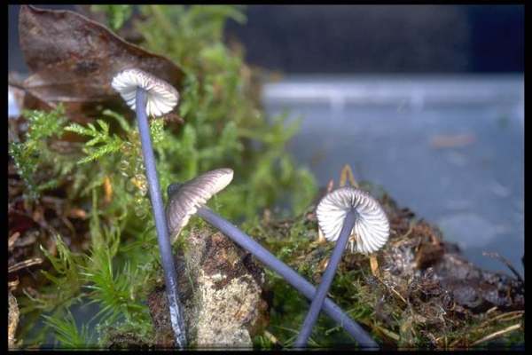 Bläulicher Zwergrötling-Entoloma cyanulum