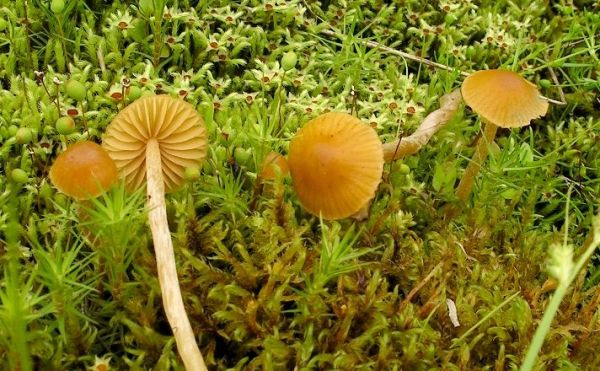 Entferntblättriger Mooshäubling-Galerina clavata
