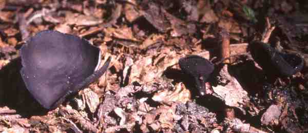 Lederige Lorchel-Helvella corium