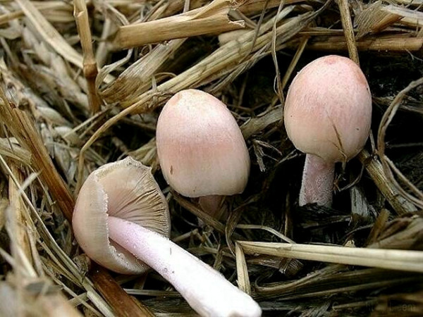 Breitsporiger Mistpilz-Bolbitus coprophilus