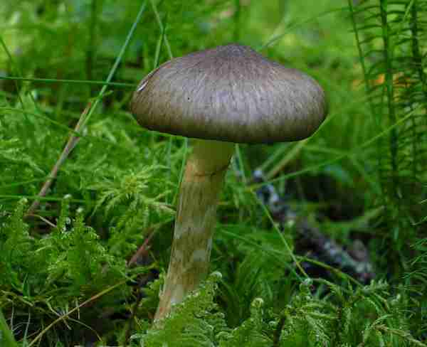 Natternstieliger Schneckling-Hygrophorus olivaceoalbus